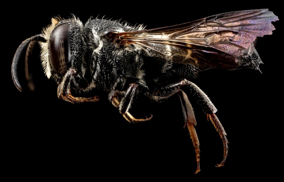 Coelioxys dolichos, m, side, md, kent county 2014-07-21-12.19.17 ZS PMax