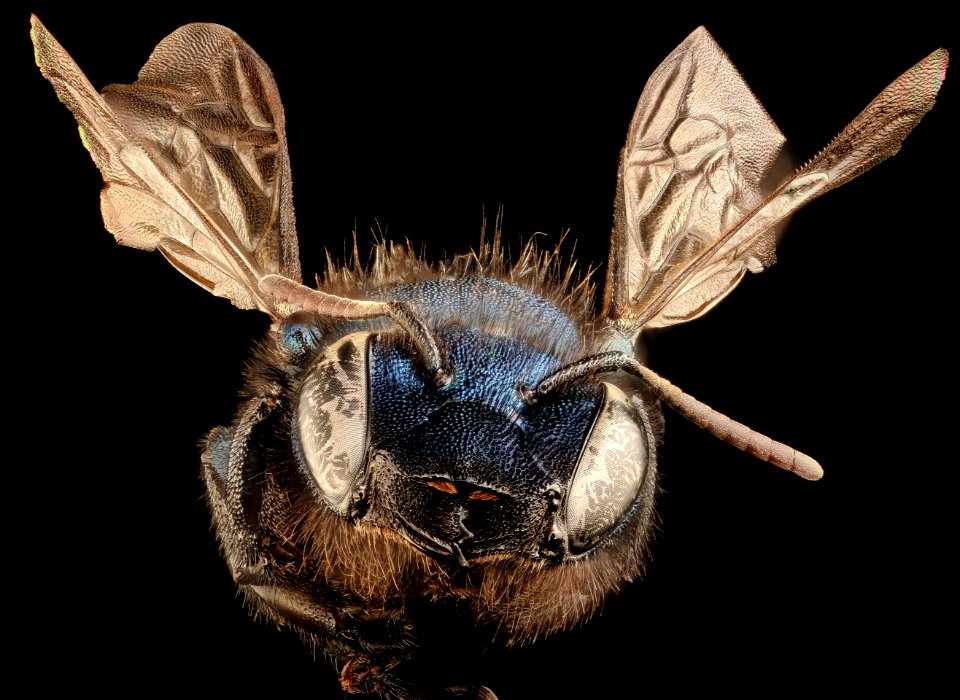 Osmia grindeliae, f, face, Mariposa, CA 2017-09-13-17.18
