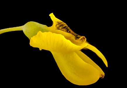 Baptisia tinctoria 2, Wild Indigo, Howard County, MD, Helen Lowe Metzman 2017-07-19-13.31.27 ZS PMax UDR