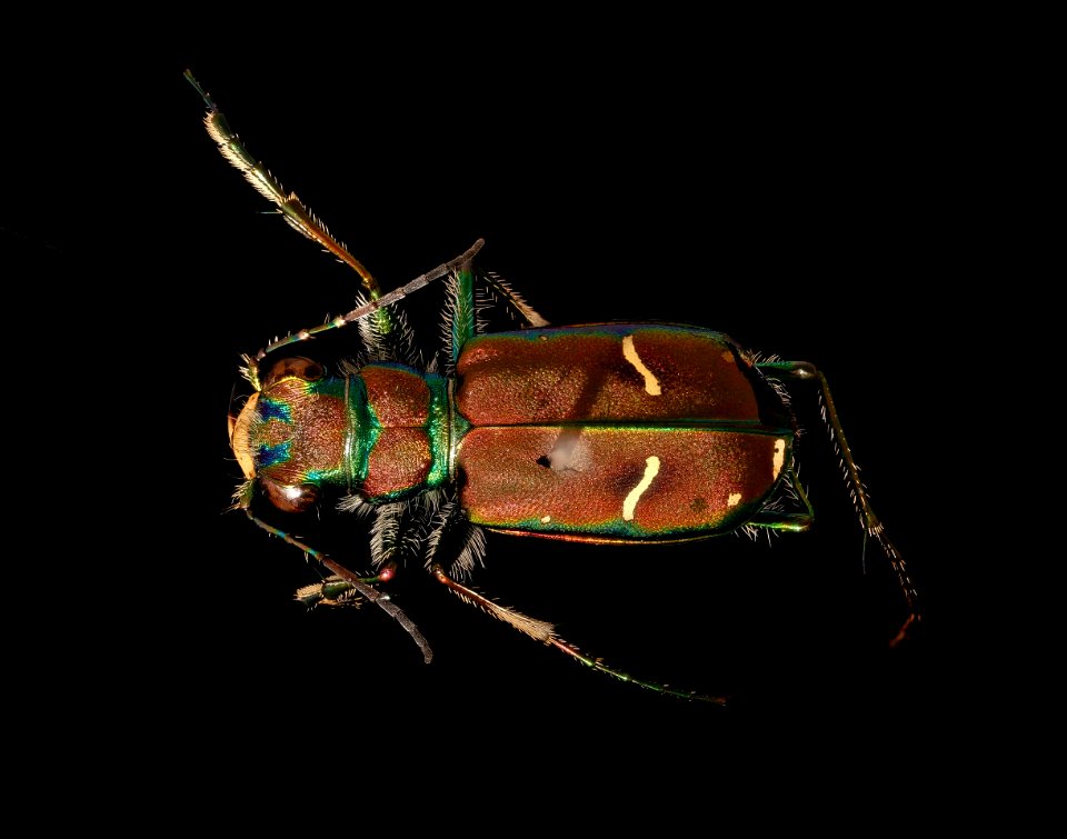 Cicindella purpurea, back, u, Alleghany, MD 2019-10-21-16.44.44 ZS PMax UDR