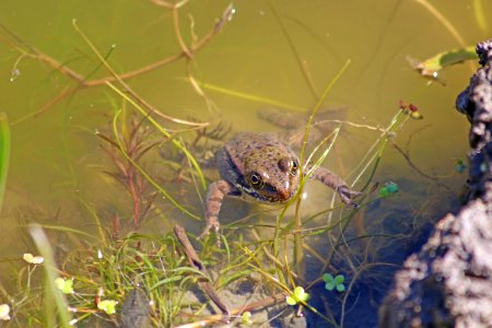 California Red-Legged frog at McClure pond Ashley Spratt USFWS photo