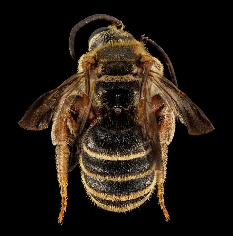 Dieunomia nevadensis, M, Back, MD, Upper Marlboro 2014-08-22-13.55