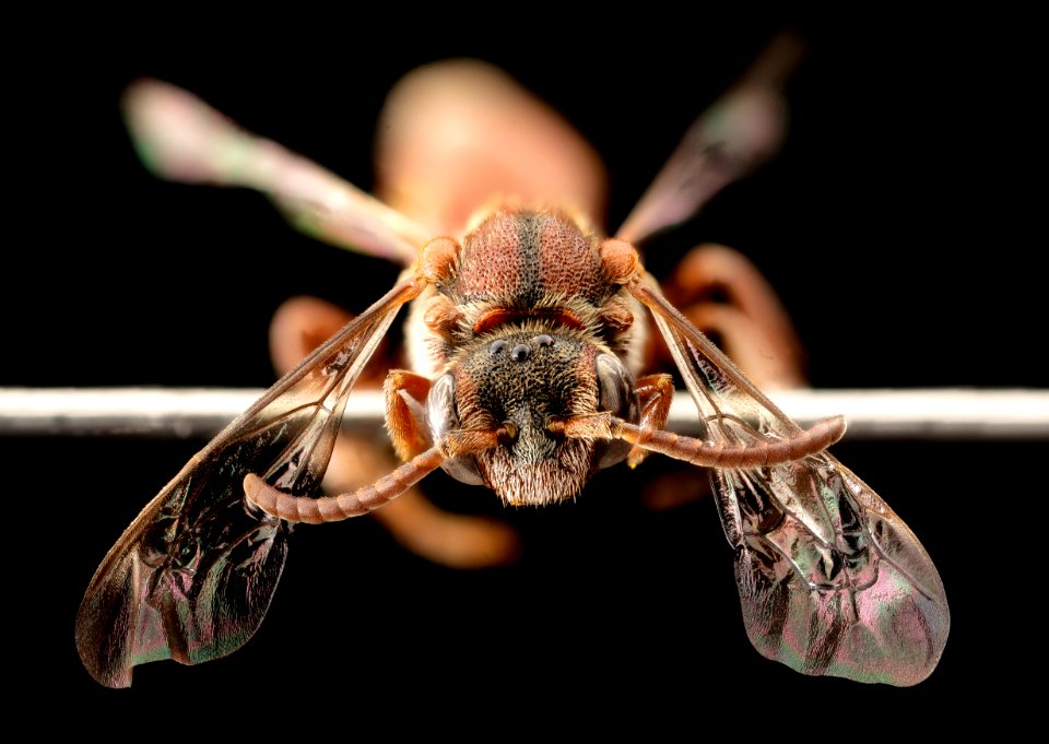 Nomada seneciophila, f, face, md, charles county 2015-11-20-17.31