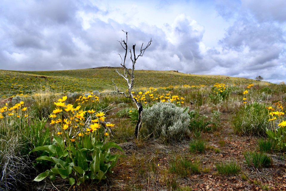 Arrowleaf balsamroot in central Nevada