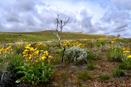 Arrowleaf balsamroot in central Nevada