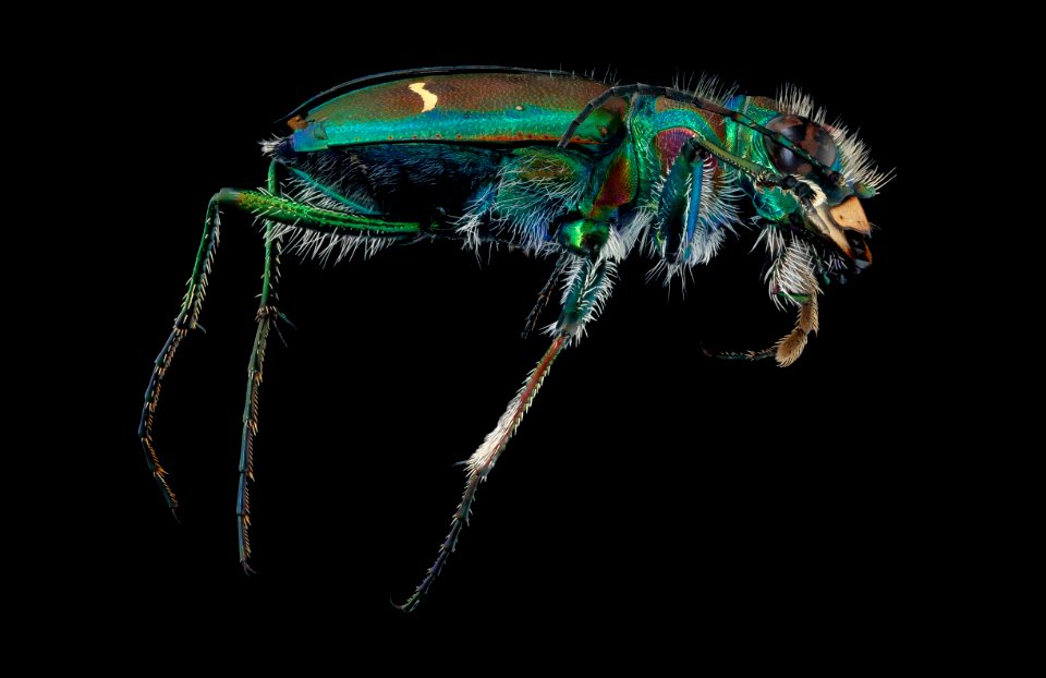 Cicindella purpurea, right, u, Alleghany, MD 2019-10-21-16.37.54 ZS PMax UDR