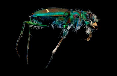 Cicindella purpurea, right, u, Alleghany, MD 2019-10-21-16.37.54 ZS PMax UDR