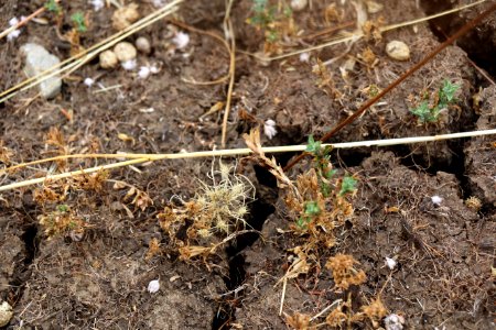 Spreading navarretia skeleton photo