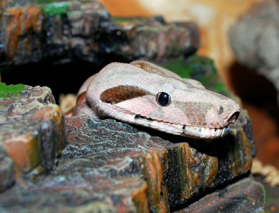 Boa lurking mouse hunter