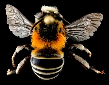 Anthophora tricolor, M, Back, Puerto Rico 2013-07-03-14.18.37 ZS PMax photo