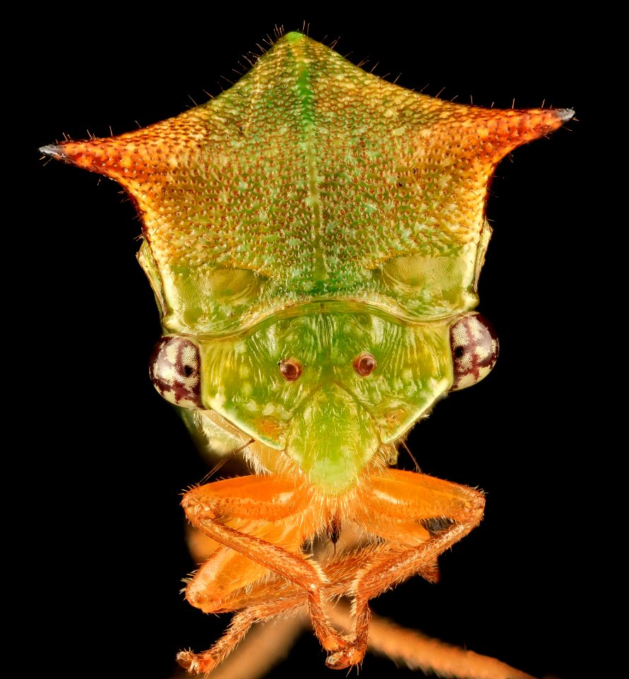 Buffalo Treehopper, face, MD, PG County 2013-08-20-17.40.04 ZS PMax