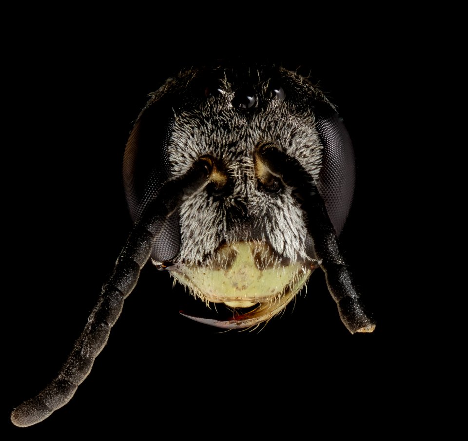 Lasioglossum sopinci, m, head, anne arundel county, md 2014-07-09-14.02.15 ZS PMax