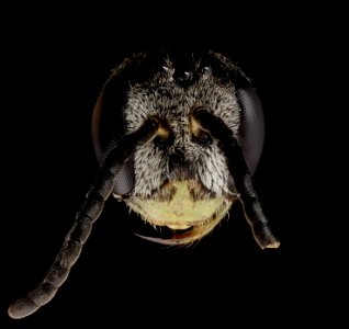 Lasioglossum sopinci, m, head, anne arundel county, md 2014-07-09-14.02.15 ZS PMax
