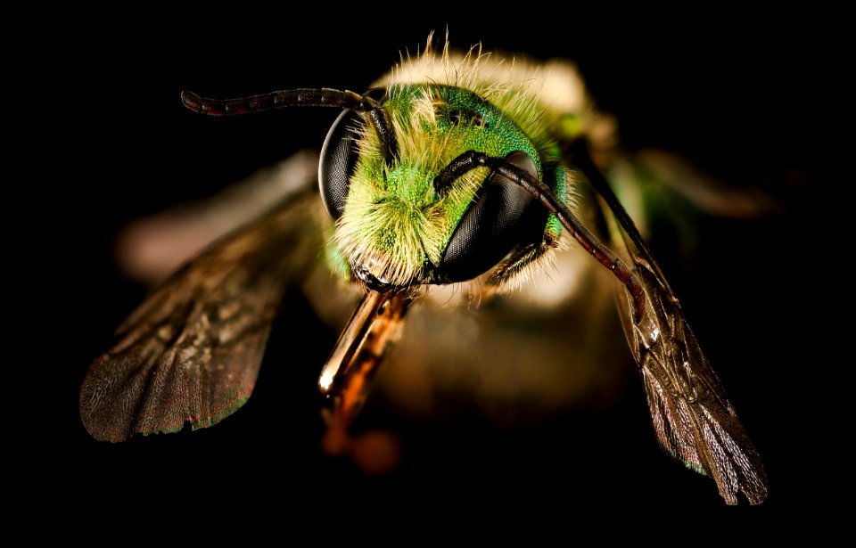 Osmia species, m, face, bright green, San Francisco, CA 2016-05-04-16.09
