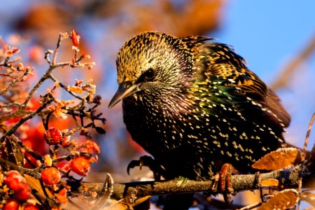 European starling