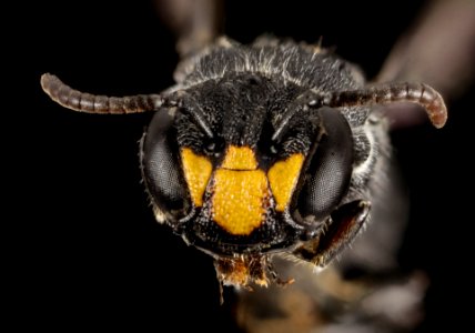 Hylaeus species, f, 15266a12, face. kenya 2014-08-04-19.01.25 ZS PMax photo