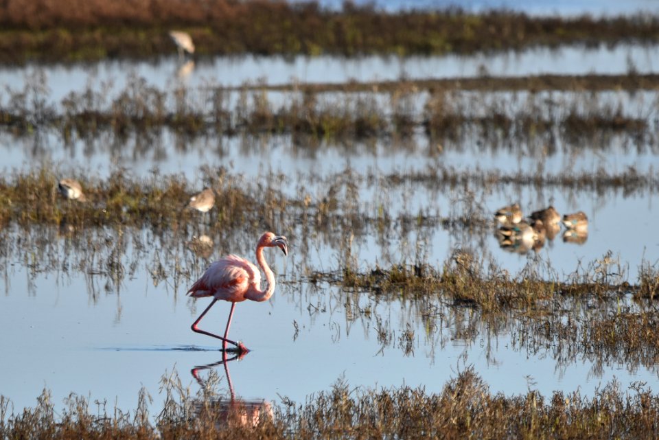 Flamingo opening its mouth