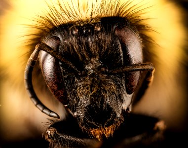 Bombus perplexus, f, face, Centre Co., PA 2016-10-20-10.23