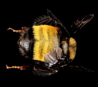 Bombus auricomus, F, Back, MD, Baltimore 2013-06-20-17.07.08 ZS PMax