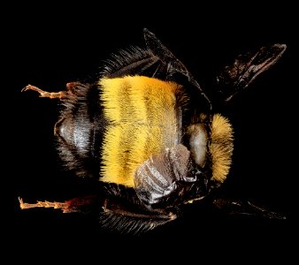 Bombus auricomus, F, Back, MD, Baltimore 2013-06-20-17.07.08 ZS PMax photo