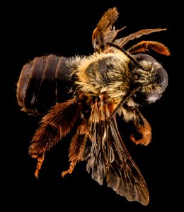 Eucera rosae, F, Back, MD, St Mary's County 2014-02-11-17.24.40 ZS PMax photo