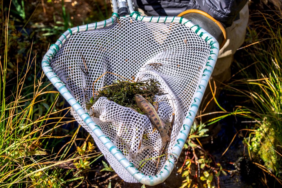 Paiute cutthroat trout is a federally threatened species