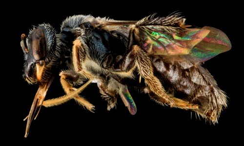 Perdita halictoides, F, Sidewith vibration, VT, Chittenden County 2014-02-25-16.15.44 ZS PMax