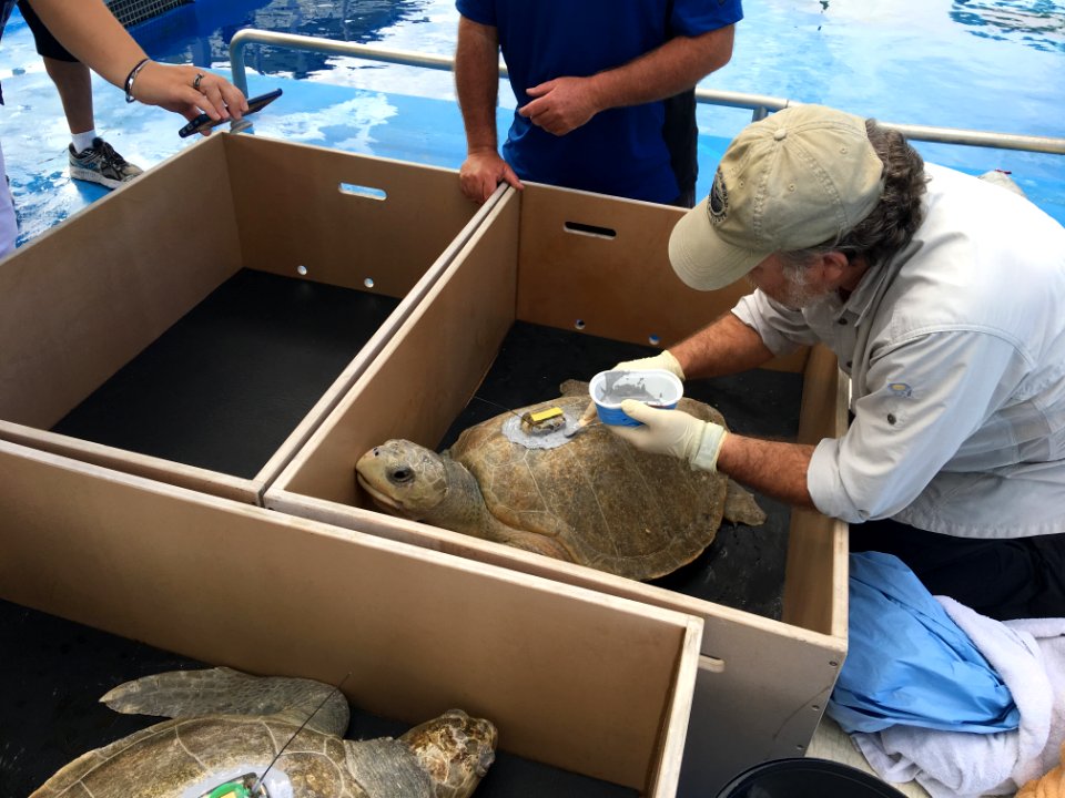 Olive ridley sea turtle gets prepped for release
