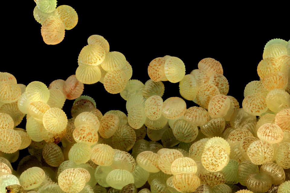 velvetbean caterpillar, eggs 2014-06-06-14.48.01 ZS PMax