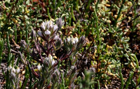 Endangered salt marsh bird's beak in Orange County