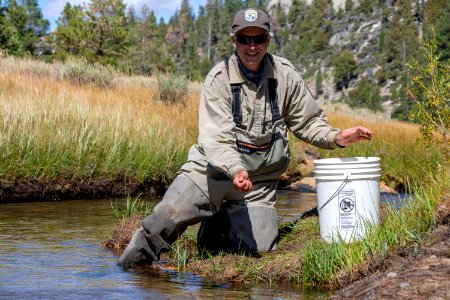 Chad Mellison, biologist for the U.S. Fish and Wildlife Service, release Paiute cutthroat trout into historic range