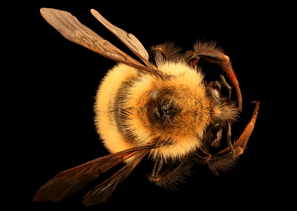 Bombus sandersoni, f, back, Giles Co, VA 2019-03-23-12.46.45 ZS PMax UDR