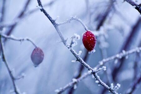 White cold snow