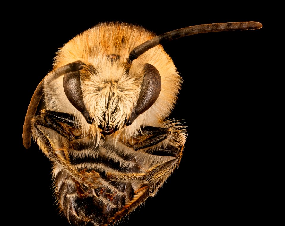 Colletes Compactus, m, face, Cleveland, OH 2018-06-19-15.59