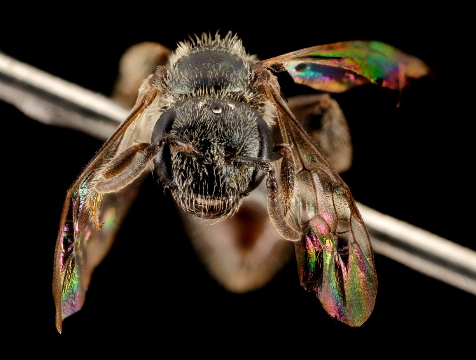 Lasioglossum platyparium, F, Face, MD, PG County 2014-08-26-12.22