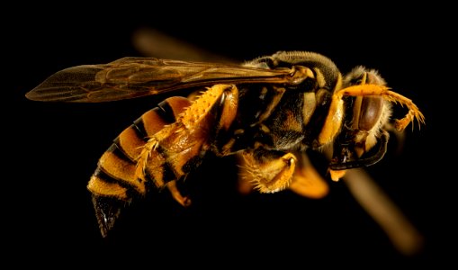 African wasp, f, right, Kruger National Park, South Africa Mpumalanga 2018-08-10-11.17.07 ZS PMax UDR