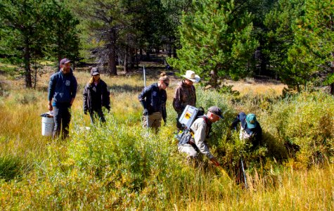 Crew of biologists collect Paiute cutthroat trout