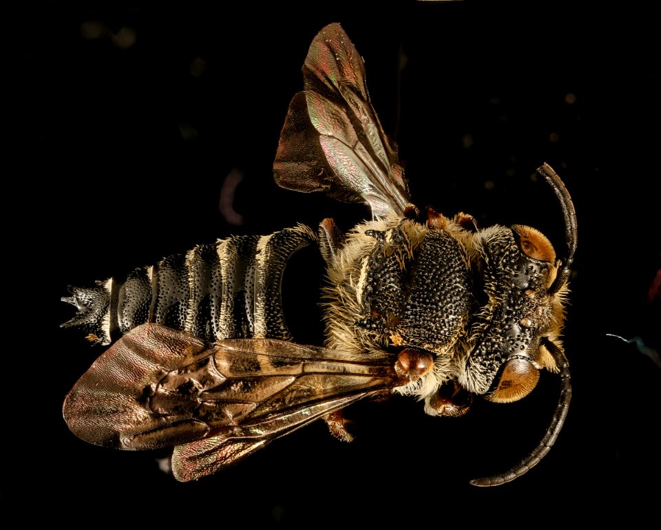 Coelioxys sayi, back, 417454, polarizing lens filter 2015-11-19-10.24