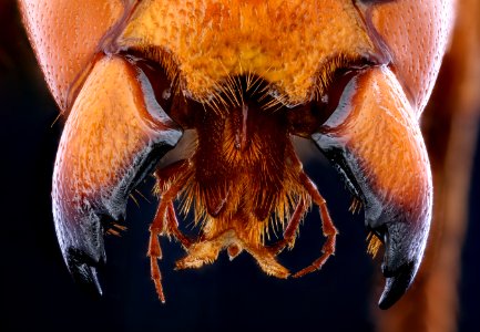 murder hornet, f, mandibles of death 2020-10-01-19.13.54 ZS PMax UDR