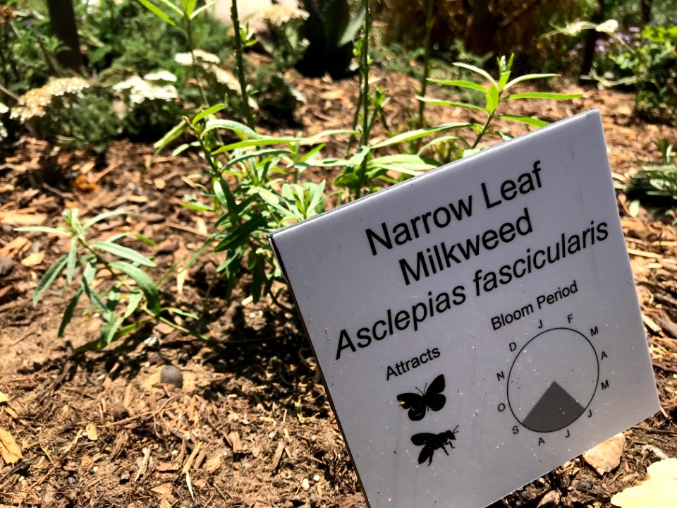 Narrow-leaved milkweed is native to San Diego County.