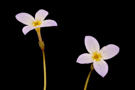Houstonia caerulaea, 2, Common Bluets, Howard County, Md,  2018-05-17-16.55.36 ZS