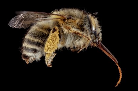 Anthophora crinipes, F, Side, Greece, Aegean Islands 2014-12-09-13.14.07 ZS PMax
