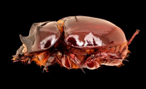 Big beetle, u, left, PG county (bavrett farms rd) (transect 1), MD 2019-10-24-17.15.09 ZS PMax UDR
