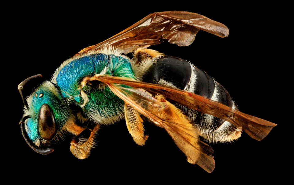 Agapostemon coloradinus, F, side 1, Shannon Co., S. Dakota 2014-01-09-14.42.33 ZS PMax