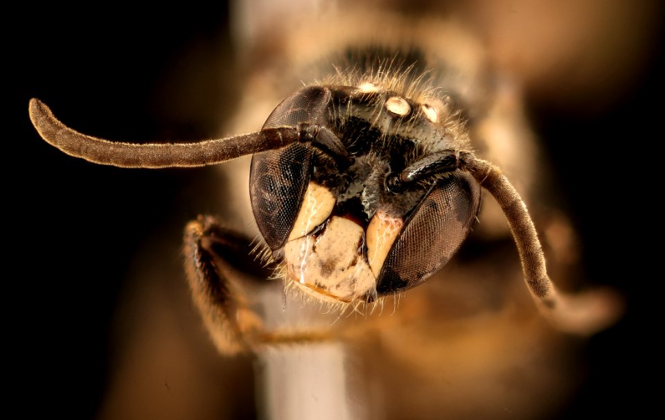 Chile species 23, m, face, Puenta la Escalera, Chile 2018-07-13-20.10