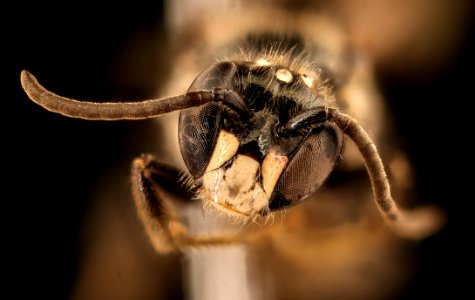 Chile species 23, m, face, Puenta la Escalera, Chile 2018-07-13-20.10
