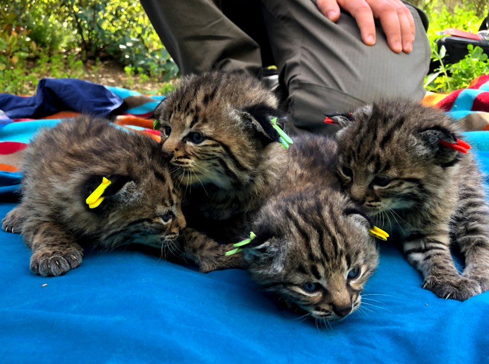 B-362's litter of kittens
