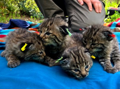 B-362's litter of kittens