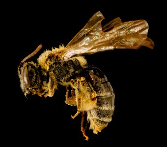 Andrena spiraeana, f, side, Prince George's Co, MD 2016-03-22-11.13 photo