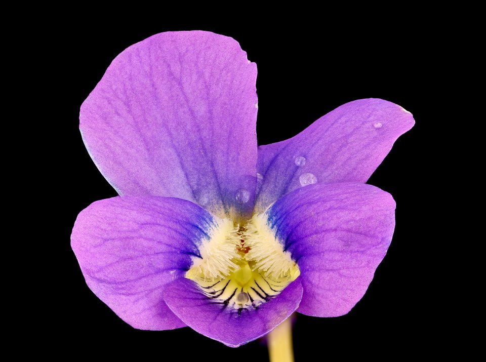 Viola sororia, Common Blue Violet, Howard County, Md,  2018-05-17-23.23.30 ZS
